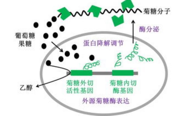 其它日用化学品与生物能源属于新能源吗为什么